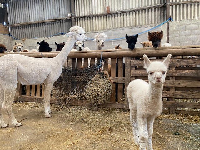 Charnwood Forest Alpacas - Derby Days Out