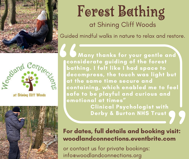 Forest Bathing in Shining Cliff Woods - Derby Days Out